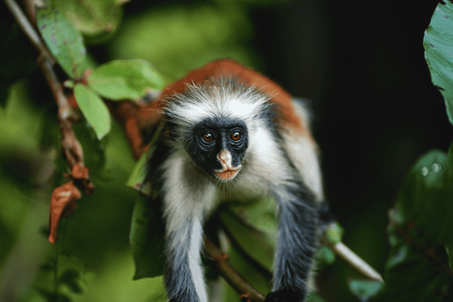 Zanzibar: Jozani Forest National Park Nature Walk and Wildlife